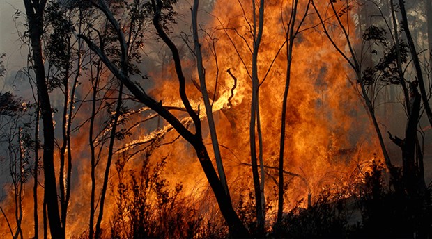 Avustralya'daki orman yangınlarına soruşturma