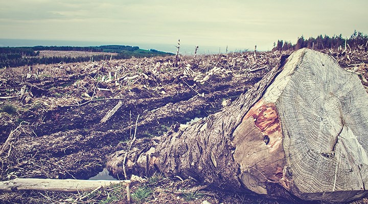 Odun üretiminde aşırı artış ormanlarımızı tehdit ediyor