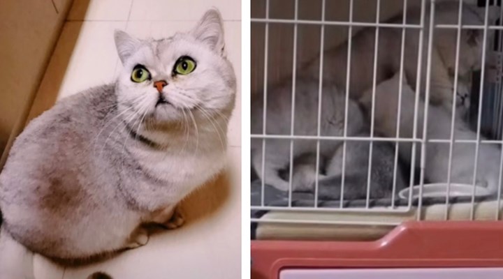 Kahraman kedi Lele: Ailesi karantinaya alındı, o hayatta kalmayı başardı