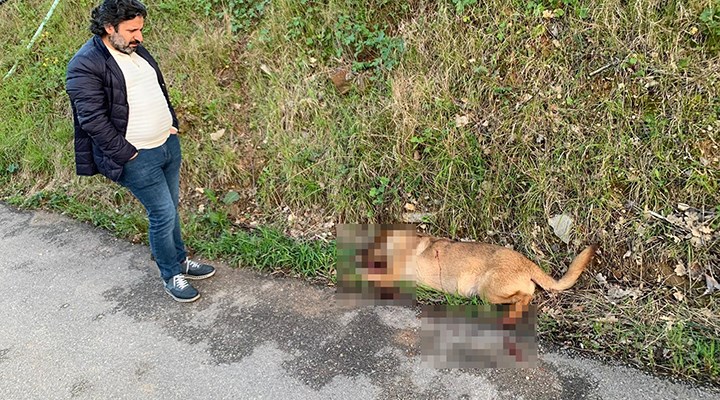 Bursa'da sokak köpeklerini tüfekle vuran saldırgan aranıyor