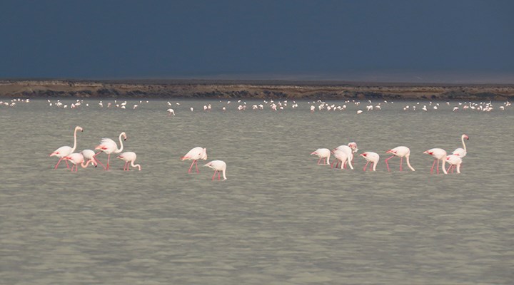 Koronavirüsü fırsat bilen kuşlar, Seyfe Gölü'ne akın etti