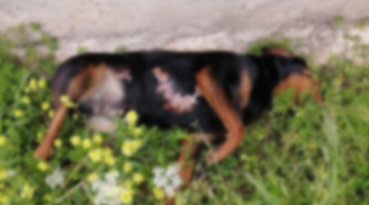 Antalya'da 3 köpeği zehirleyerek öldürdüler