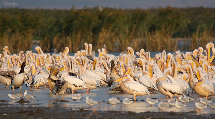 Afrika'dan göçen ak pelikanlar Manyas'ta molada