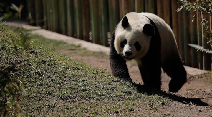 WWF: En çok panda ve deniz kaplumbağası evlat edinildi