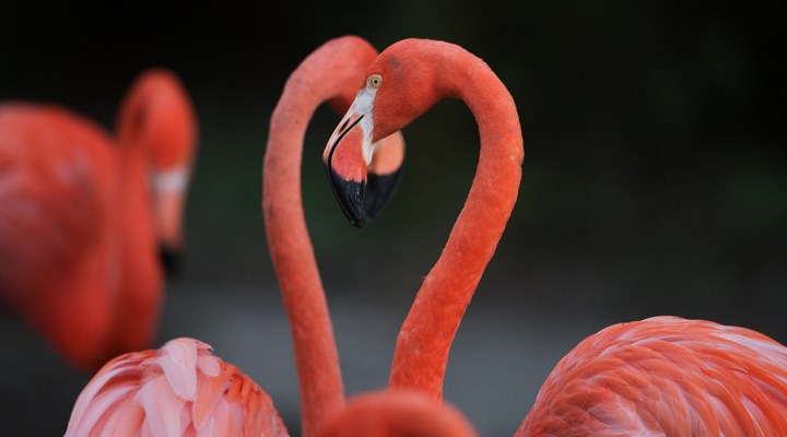 Flamingoların yakın ve uzun süreli dostluklar kurdukları ortaya çıktı