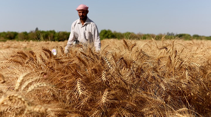 Hasat zamanı sıfır gümrükle buğday ithalatına CHP'den tepki