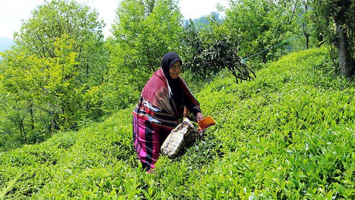 Giresun, Trabzon, Rize ve Artvin Valiliği'nden çay hasadı açıklaması