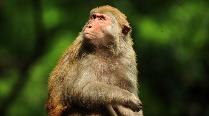 İngiltere’deki potansiyel koronavirüs aşısı maymunları iyileştirdi
