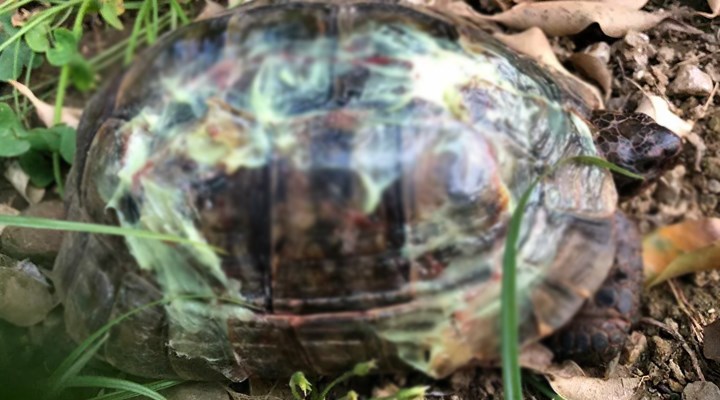 Alanya'daki kaplumbağa vahşetine soruşturma