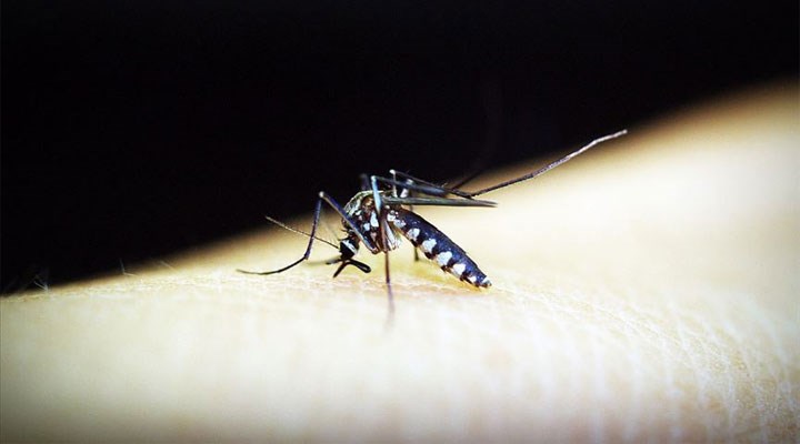 Bilim insanları, sıtmayı 'tamamen durduran' bir mikrop keşfetti