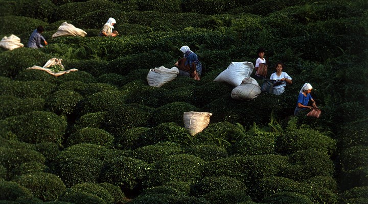 Çay üreticisi en az 4 TL istedi, hükümet 3,27 dedi: Zam değil, sadaka verdiler