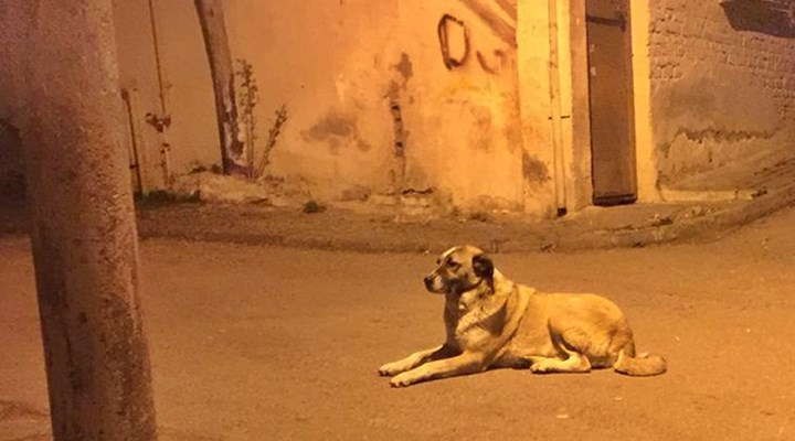Samsun'da Alaş isimli köpeği katleden kişi serbest bırakıldı!