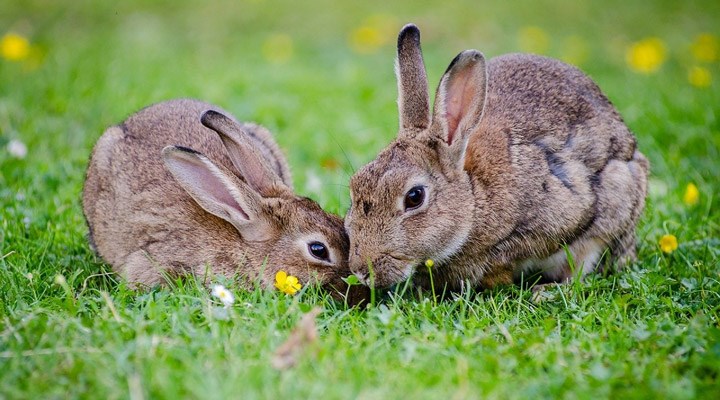ABD'de tavşanları etkileyen yeni ölümcül salgın