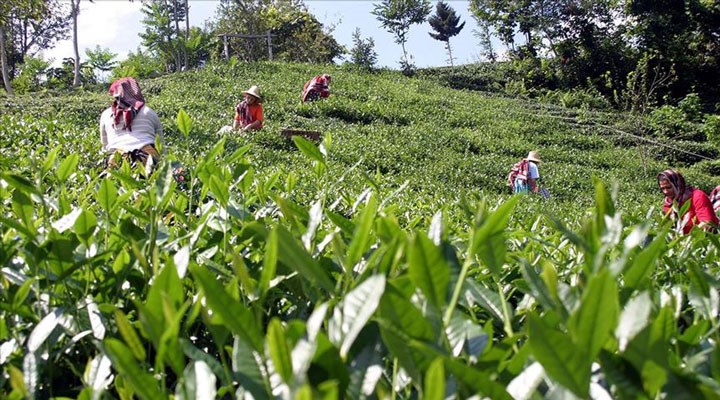 Rize'ye gelen çay üreticisi ailelerden birer kişiye Covid-19 testi yapılacak