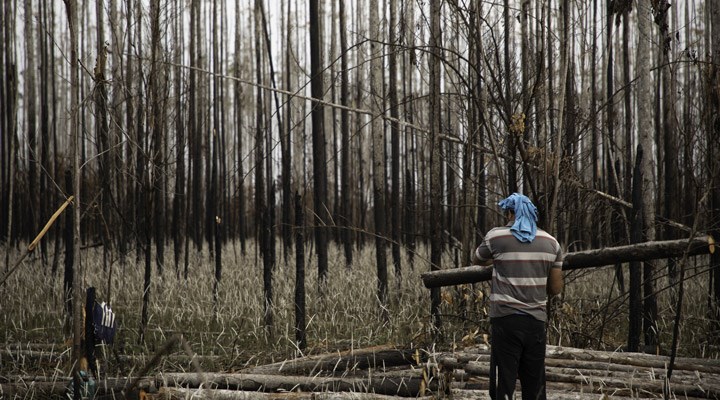 Salgın döneminde orman katliamı yüzde 150 arttı