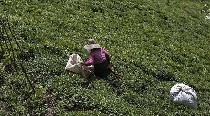 Çay üreticisi şirketlerin insafına bırakıldı