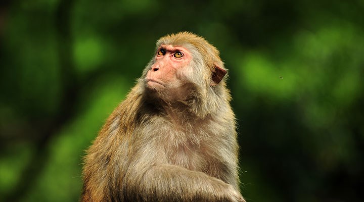 Hindistan'da maymunlar, koronavirüs hastalarından alınan kan örneklerini çaldı