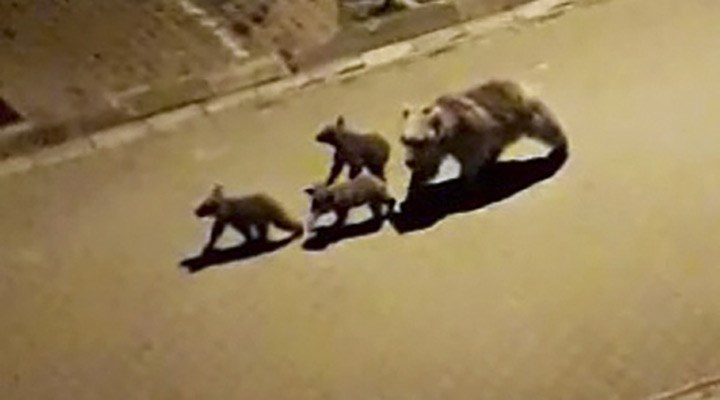 Sarıkamış'ta mahallede gezen boz ayılar yiyecek arıyor