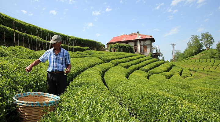 Devrilen TIR’daki çay Sri Lanka çayıymış