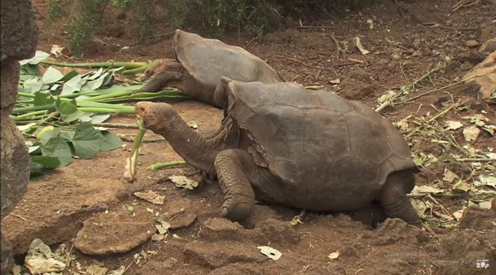Yüksek libidosuyla türünü kurtaran 100 yaşındaki Galapagos kaplumbağası Diego, emekliye ayrıldı