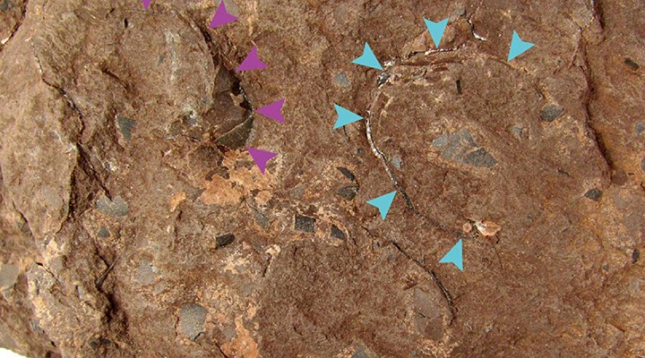 Dünyanın en küçük dinozor yumurtası fosili Japonya'da bulundu