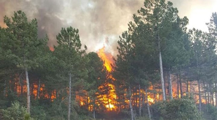 CHP'li vekil suç duyurusunda bulundu: Ormanı maden için yaktılar!