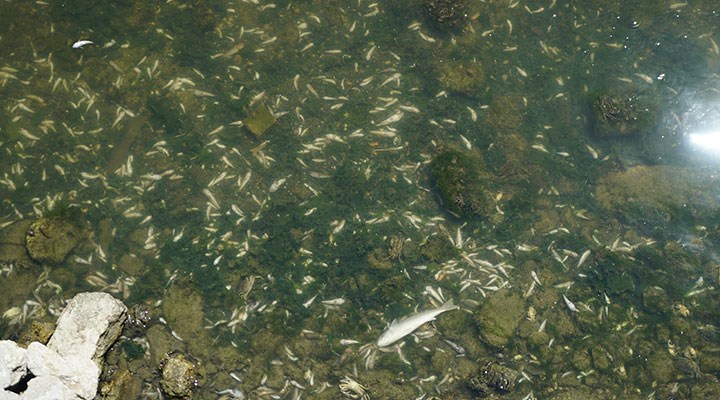 Bakanlık’tan Küçükçekmece Gölü'ndeki balık ölümlerine ilişkin açıklama