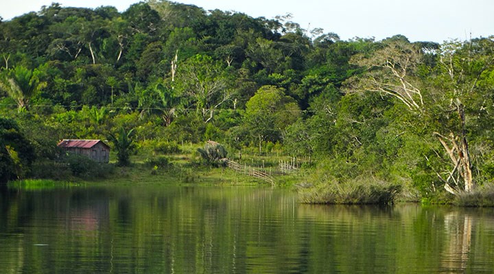 Amazon ormansızlaşıyor