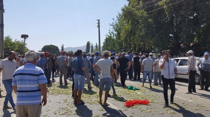 Aydın'da bamya üreticileri eylemde: Yol kapatıp eylem yaptılar