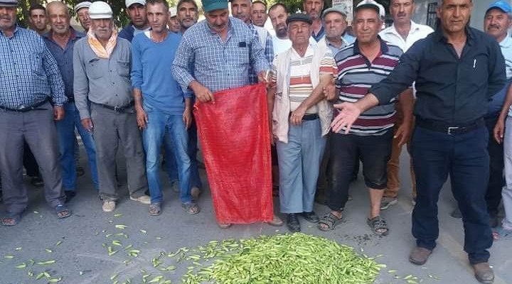 Bamya üreticilerine Aydın Büyükşehir Belediyesi'nden destek