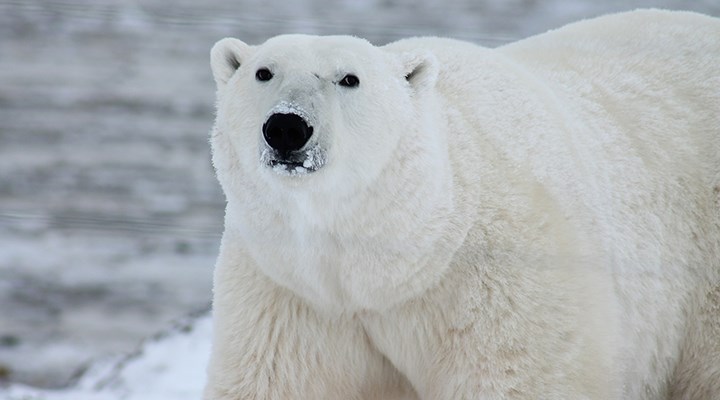 Kutup ayılarının 80 yılı kaldı