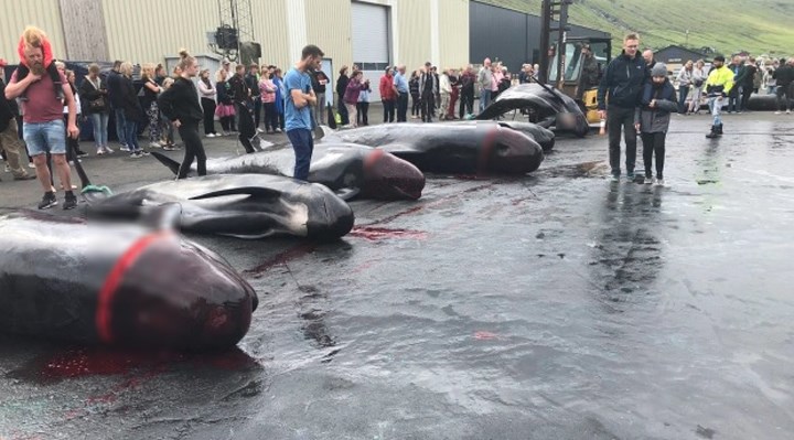 Faroe Adaları’nda balina ve yunus balığı katliamı festivali