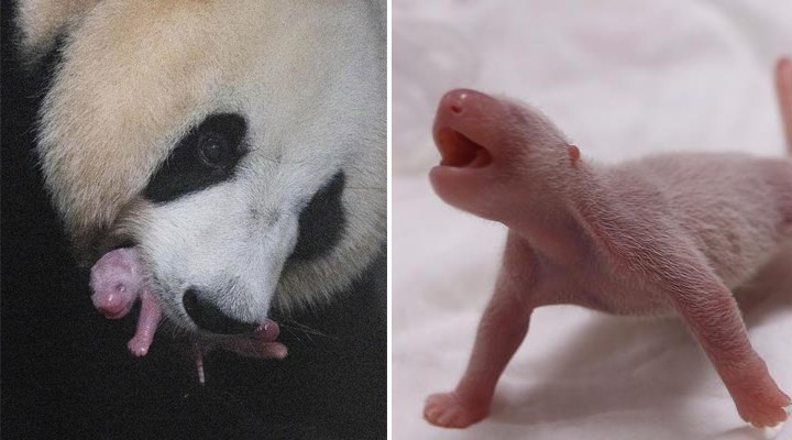 Dev panda Ai Bao, dişi bir yavru doğurdu