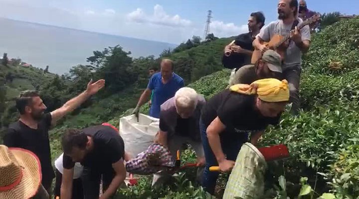 Fındıklı'da sanatçılar 'meci' usulü çay topladı
