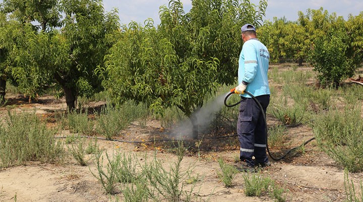 Tarım Bakanı’ndan tuhaf açıklama: Akdeniz sineği zarar vermemiş