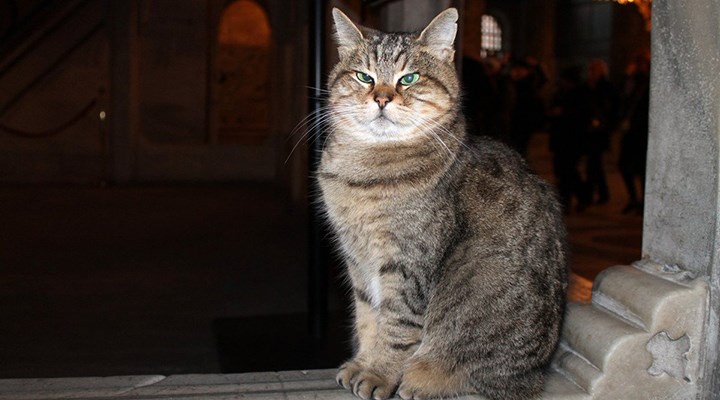 Ayasofya'nın kedisi Gli için çağrı: Kalbi eskisi kadar kuvvetli değil