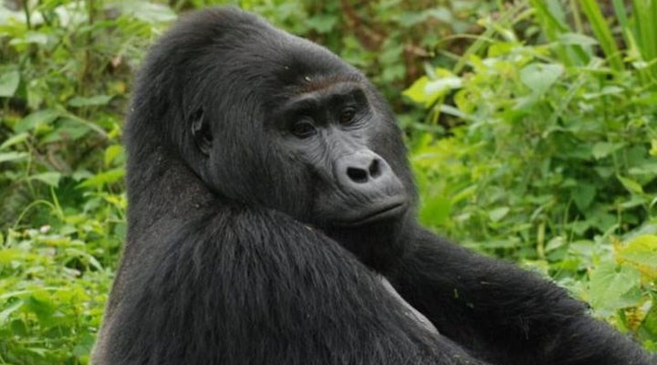 Goril Rafiki'yi öldüren kaçak avcılardan biri 11 yıl hapis cezasına çarptırıldı