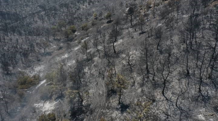 Menderes'teki orman yangınıyla ilgili gözaltına alınan şüpheli tutuklandı