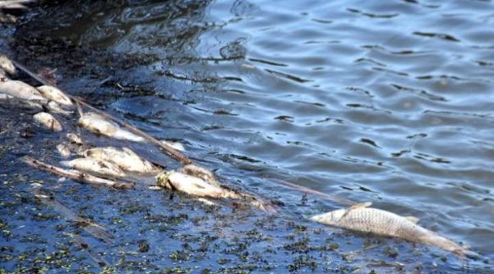 Kırklareli'nde deredeki balık ölümleri araştırılıyor