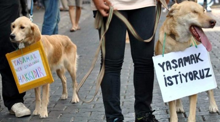 Beşiktaş'ta bir kişi, köpeğe çarpıp kaçtı