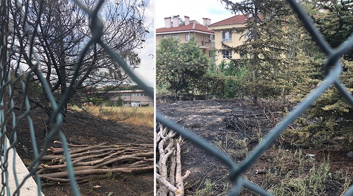 Cami inşaatında ağaçları önce yaktılar, sonra kestiler