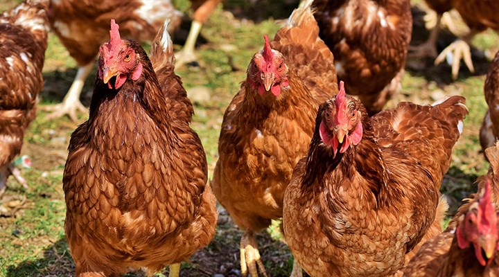 Çin: Brezilya'dan ithal edilen tavuk kanadının koronavirüs testi pozitif çıktı