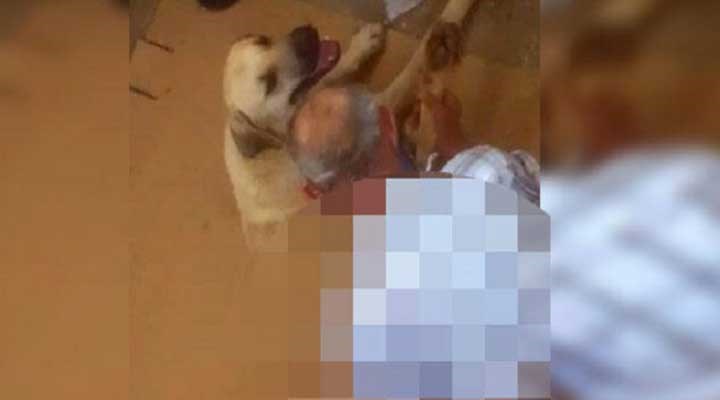 Antalya’da bir erkek, köpeğe tecavüzden gözaltına alındı