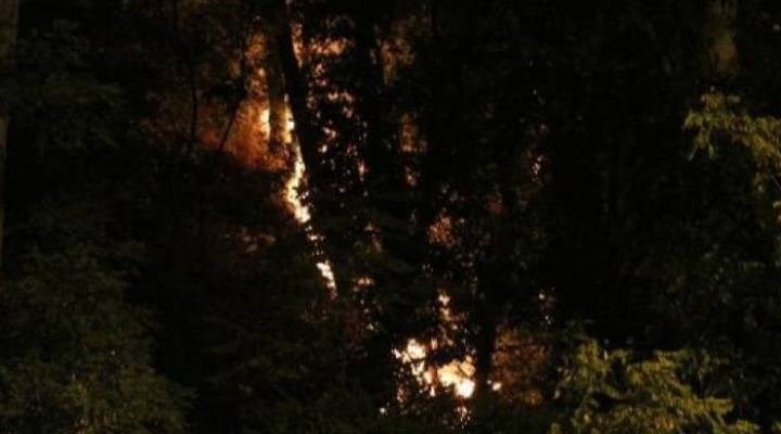 Emirgan Korusu’ndaki yangının nedeni belli oldu:  İşaret fişeği