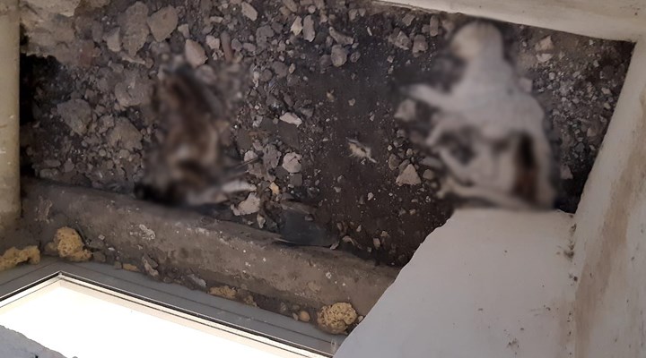 Hacettepe Üniversitesinde beton dökülen alanda kalan 3 kedi yaşamını yitirdi