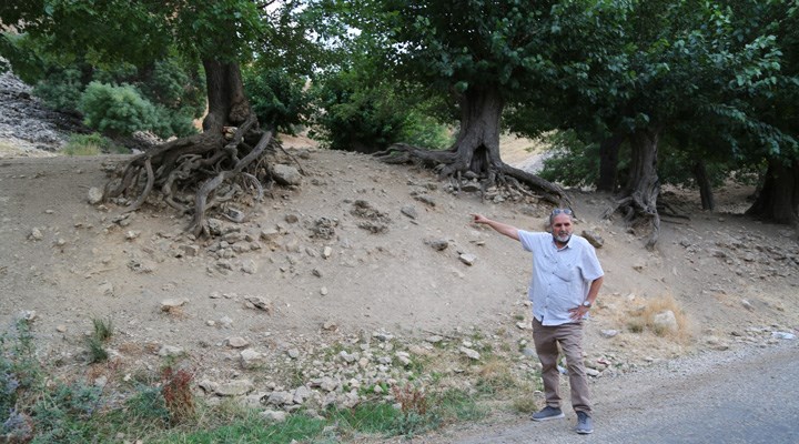 Dersim’de ‘500 yıllık dut ağaçları tescil edilsin’ talebi