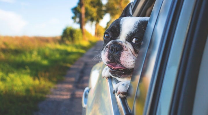 Köpekler araba camından kafalarını çıkarmayı neden sever?