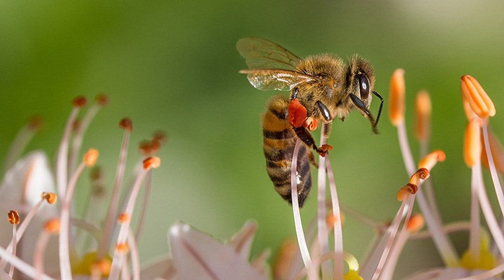 Bal arısının zehri, laboratuvarda kanser hücrelerini yok etti