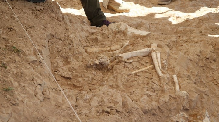 Kayseri’de 7,5 milyon yıllık zürafa, antilop ve fil fosilleri bulundu