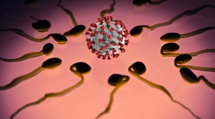 Covid-19 hastalığı testislere ve spermlere zarar veriyor olabilir